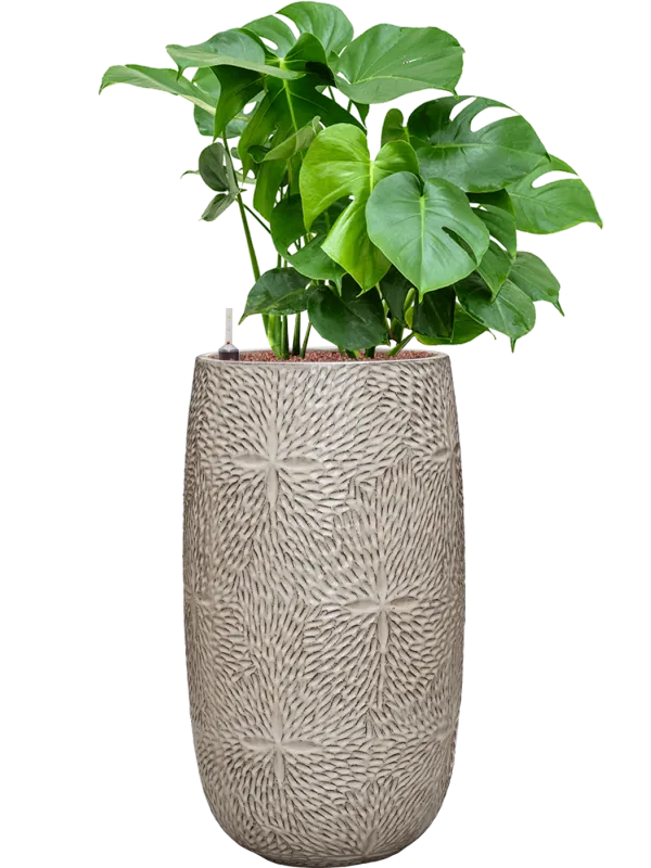 Monstera deliciosa in Marly Office Plant With Pot 108cm Height 27.5cm Dia