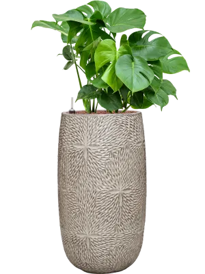 Monstera deliciosa in Marly Office Plant With Pot 108cm Height 27.5cm Dia
