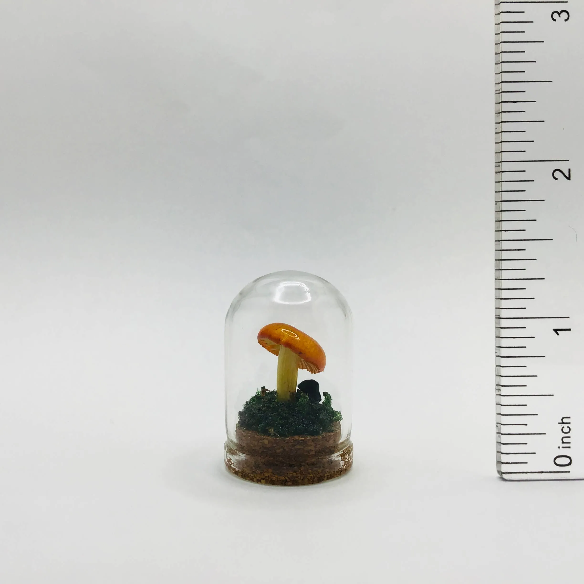 Mushroom Curiosity Jar Real Fungi Curio 1.25"
