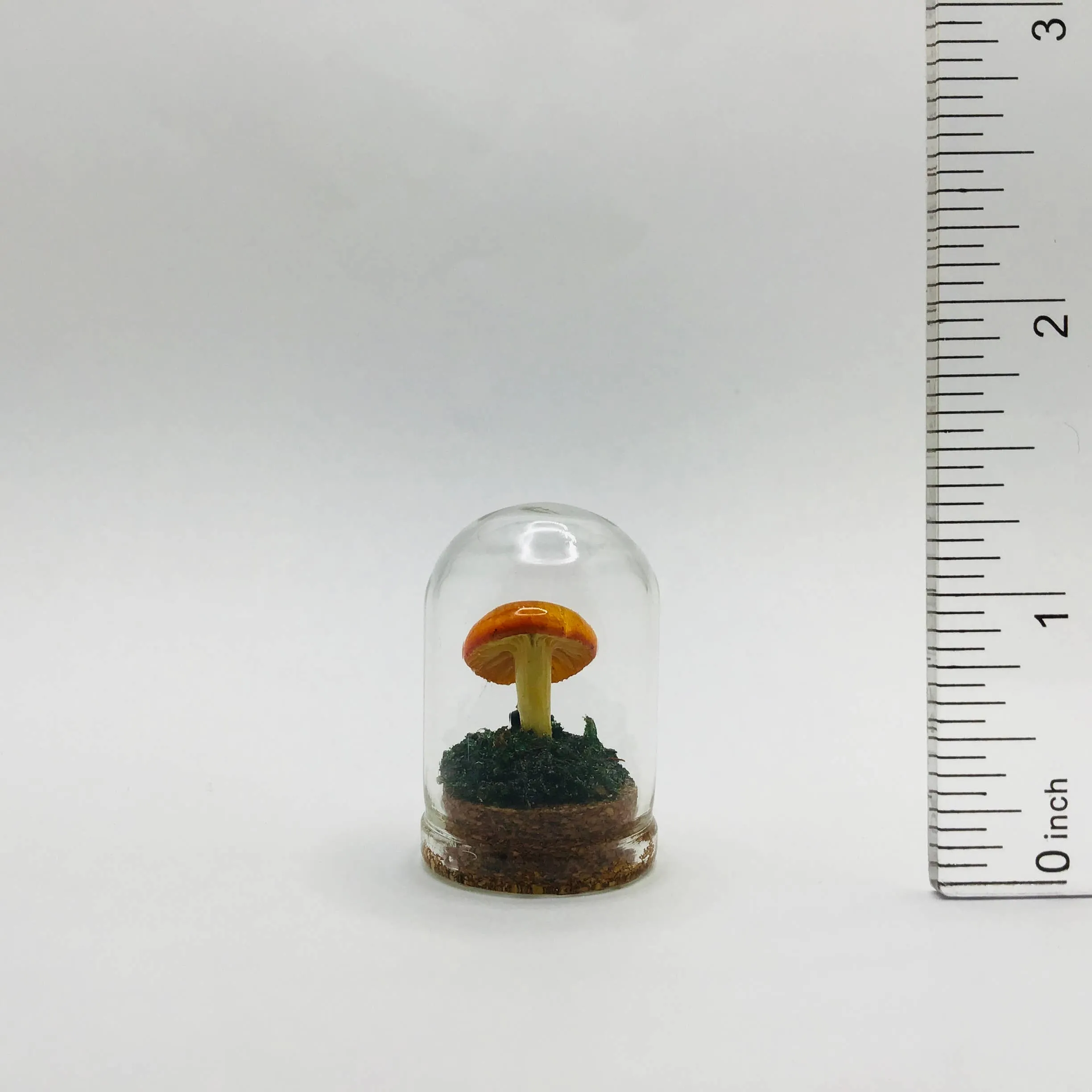 Mushroom Curiosity Jar Real Fungi Curio 1.25"