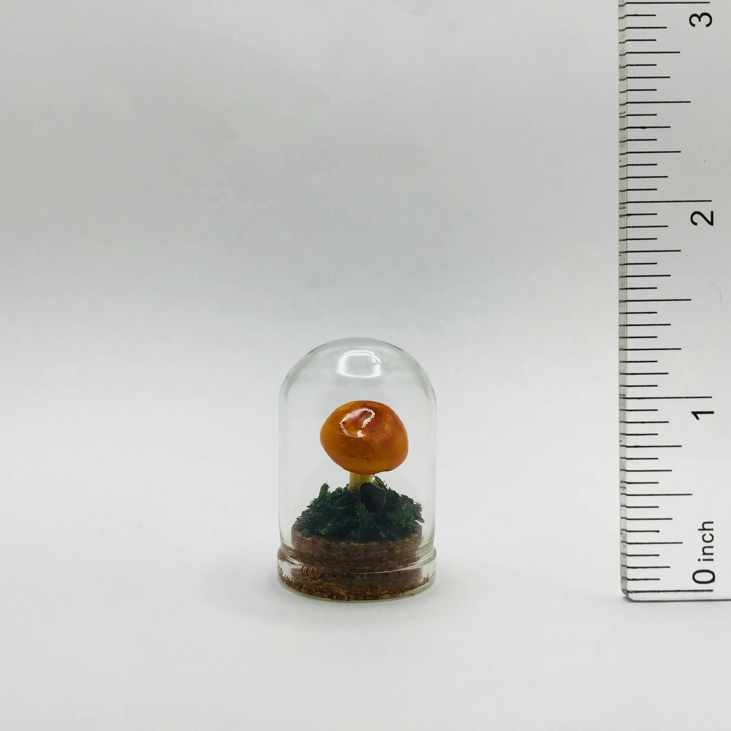Mushroom Curiosity Jar Real Fungi Curio 1.25"