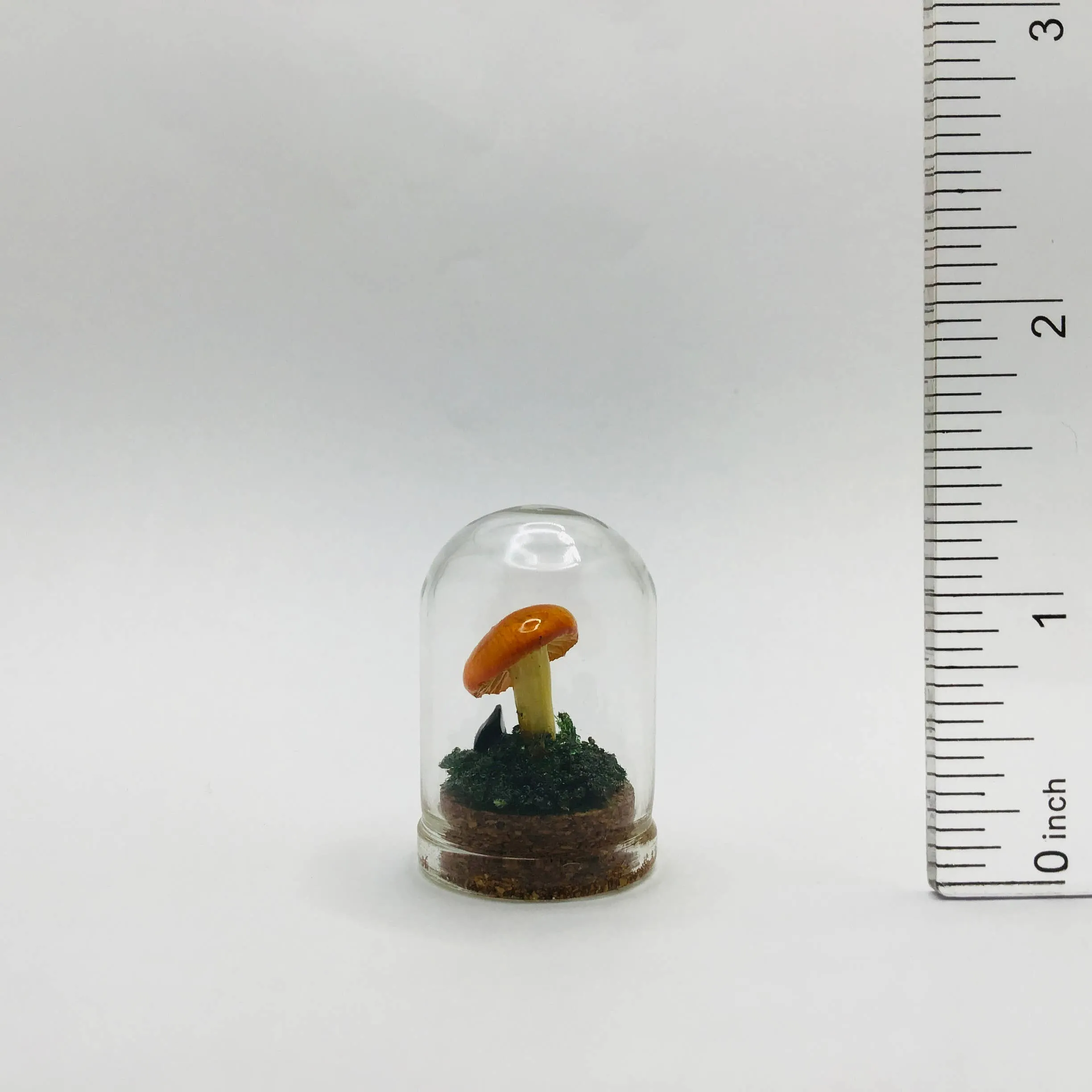 Mushroom Curiosity Jar Real Fungi Curio 1.25"